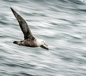 Macronectes: Southern Giant Petrel / Antarctic Giant Petrel /
