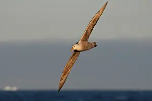 Macronectes: Southern Giant-Petrel - Antarctica