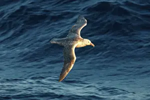 Macronectes: Southern Giant-Petrel - Antarctica