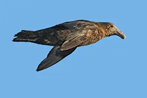 Macronectes: Southern Giant-Petrel - Antarctica