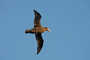 Macronectes: Southern Giant-Petrel - Antarctica