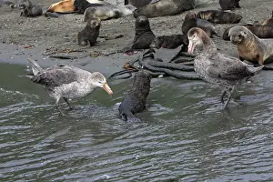 Attacks: Southern Giant-Petrel - attacks a baby fur seal