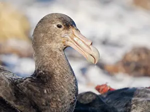 Carcass: Southern giant petrel at a carcass of a southern elephant