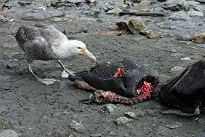 Macronectes: Southern Giant-Petrel - eating a Penguin