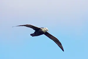 Macronectes: Southern Giant Petrel - In flight
