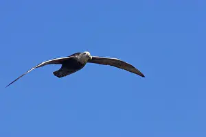 Macronectes: Southern Giant Petrel - In flight