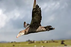 Macronectes: Southern Giant-Petrel - in flight