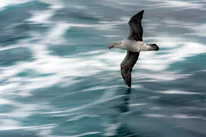 Macronectes: Southern Giant Petrel in flight