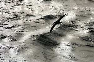 Albatrosses: Southern Giant Petrel in flight