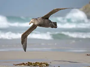 Storm: Southern giant petrel in flight over the coastline of