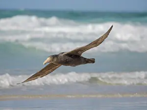 Neck: Southern giant petrel in flight over the coastline of