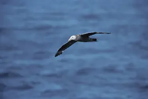 Southern Giant Petrel - In Flight at sea