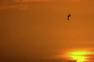 Macronectes: Southern Giant Petrel - In flight at sunset