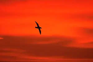 Macronectes: Southern Giant Petrel - In flight at sunset