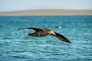 Giganteus: Southern giant petrel (Macronectes giganteus) in