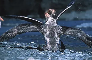 Giganteus: Southern Giant Petrel (Macronectes giganteus) with
