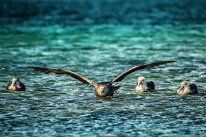 Macronectes: Southern giant petrel (Macronectes giganteus) lands