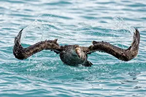 Giganteus: Southern giant petrel (Macronectes giganteus) takes