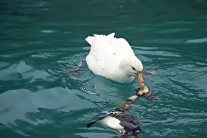 Macronectes: Southern Giant Petrel - (One of the rare White