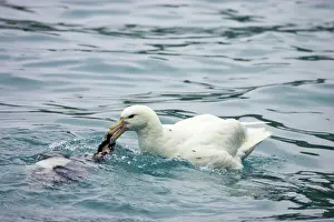 Macronectes: Southern Giant Petrel - (One of the rare White