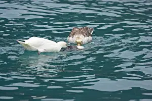 Macronectes: Southern Giant Petrel - (One of the rare White