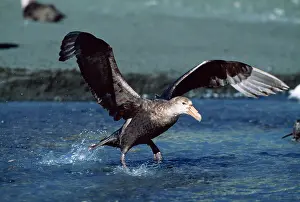 Macronectes: Southern Giant PETREL - taking off from water