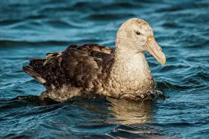 Macronectes: Southern giant petrels (Macronectes giganteus)