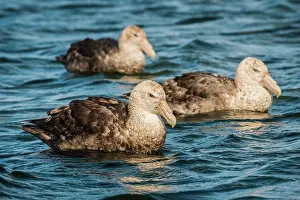 Macronectes: Southern giant petrels (Macronectes giganteus)