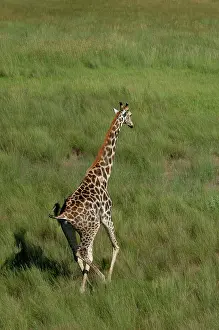 Deltas: Southern Giraffe