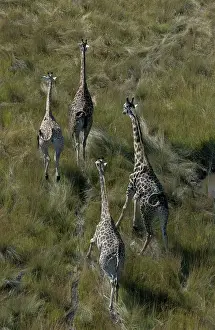 Deltas: Southern Giraffe