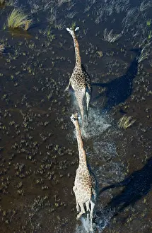 Deltas: Southern Giraffe