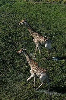 Deltas: Southern Giraffe