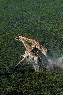 Deltas: Southern Giraffe