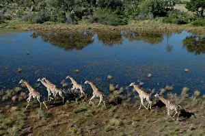 Camelopardis: Southern / Giraffe - Aerial view of Giraffe running