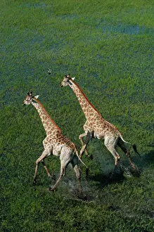 Camelopardis: Southern Giraffe - Aerial view of Giraffe running in water