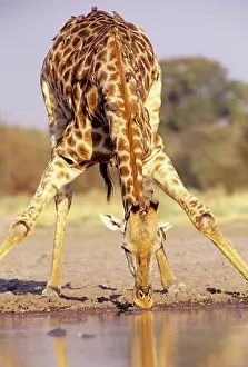 Bending: Southern Giraffe - bending down to drink