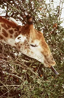 Stretching: SOUTHERN GIRAFFE - Bull collecting twigs and leafs
