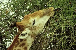 Collects: Southern Giraffe - Bull collects twigs and leaves