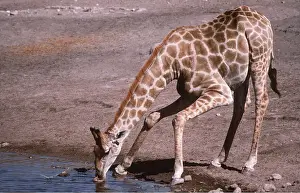 Giraffes: SOUTHERN GIRAFFE - Bull drinking at waterhole