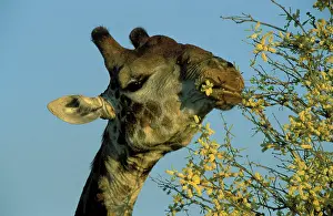 Acacias: Southern Giraffe - Bull, feeding on the flowers