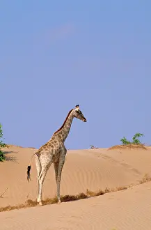 Hoanib: Southern Giraffe - bull on a sandy bank at the Hoanib River