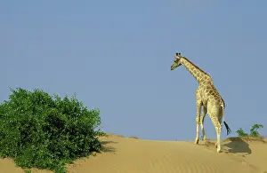 Hoanib: Southern Giraffe - Climbs a small sand dune at