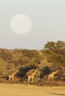 Moonrise: Southern Giraffe - feeding in the dry Auob riverbed