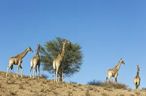 311017: Southern Giraffe - feeding on a shepherds's tree