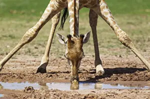 Bending: Southern Giraffe - female - drinking at a rainwater
