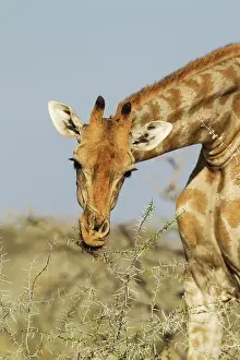 Neck: Southern Giraffe - female - feeding on a Water-thorn