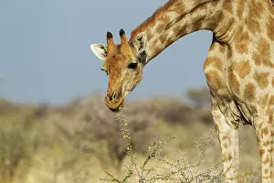 Neck: Southern Giraffe - female - feeding on the yellow