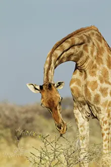 Acacia: Southern Giraffe - female - feeding on the yellow