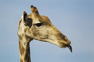 Portrai: Southern Giraffe - female sticking out her tongue