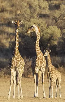 311017: Southern Giraffe - two females with young - Kalahari